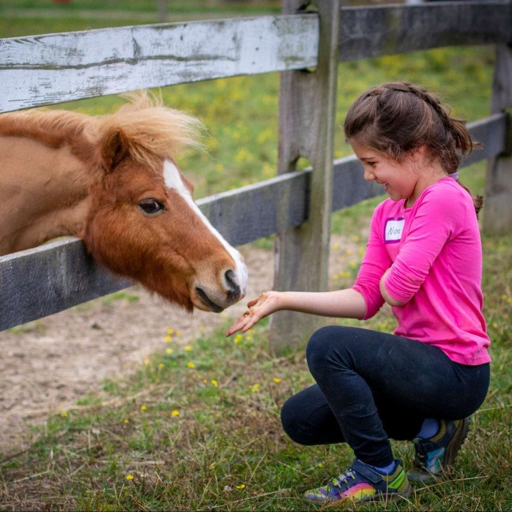 Horseback Riding Group Lessons
