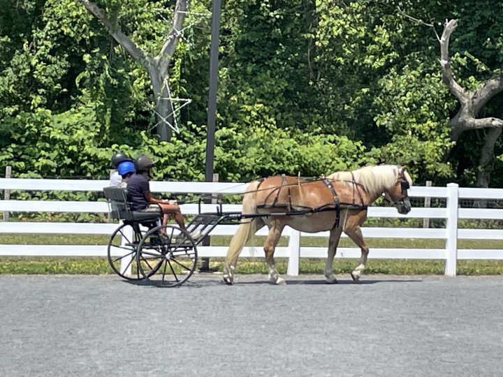 Nancy with horse