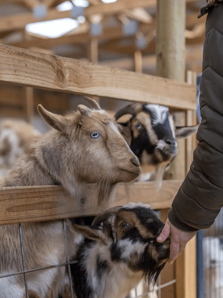 Make a New Furry Friend