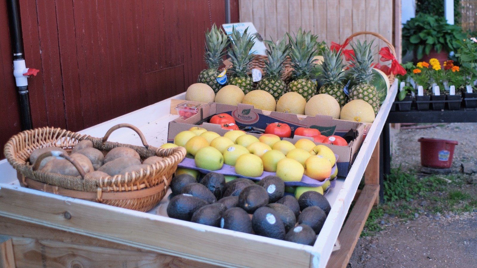 Fresh fruits at Allaire Community Farm