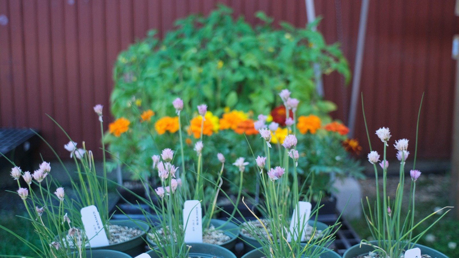 Greenhouse grown produce at Allaire Community Farm