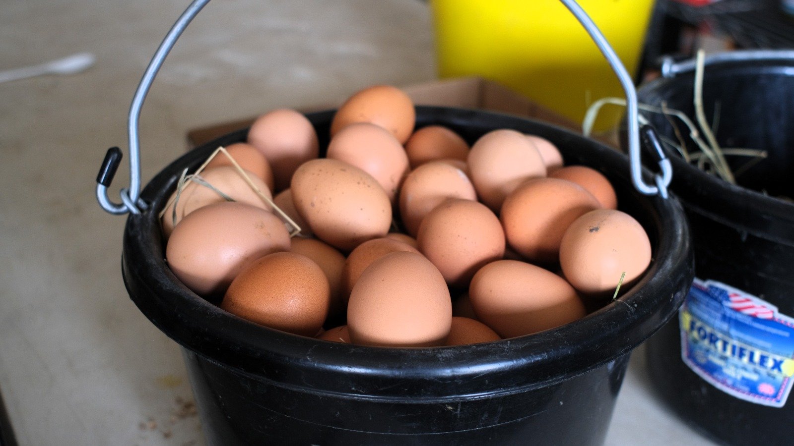 Farm fresh eggs at Allaire Community Farm